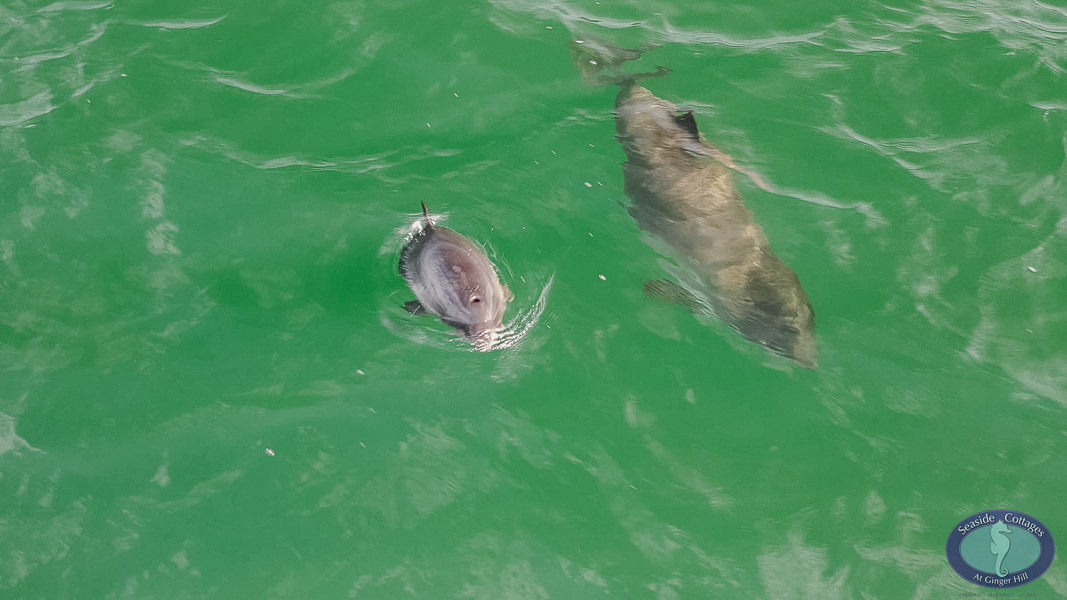 Harbour porpoise sighting Lockeport, NS